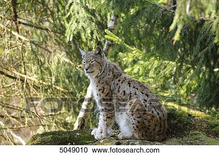 Eurasian lynx (Lynx lynx) in Bavarian Forest National Park, Bavaria, Germany View Large Photo Image Stock Image - Eurasian lynx (Lynx lynx) in Bavarian Forest National Park, Bavaria, Germany . Fotosearch