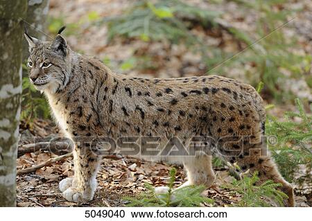 Stock Image - Eurasian lynx (Lynx lynx) in Bavarian Forest National Park, Bavaria, Germany . Fotosearch