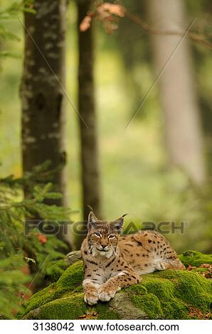 Stock Image - Eurasian Lynx (Lynx lynx) lying on moss, Bavarian Forest, Germany . Fotosearch