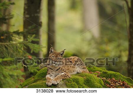 Stock Photo - Eurasian Lynx (Lynx lynx) lying on moss, Bavarian Forest, Germany . Fotosearch