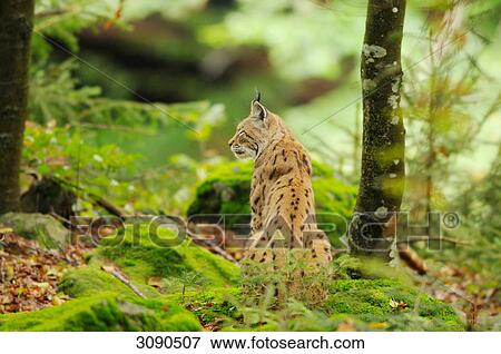 Eurasian Lynx (Lynx lynx) sitting on forest floor, Bavarian Forest, Germany, rear view View Large Photo Image Stock Photo - Eurasian Lynx (Lynx lynx) sitting on forest floor, Bavarian Forest, Germany, rear view . Fotosearch
