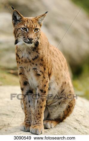 Stock Photo - Eurasian Lynx (Lynx lynx) sitting on rock, Bavarian Forest, Germany, full-length . Fotosearch