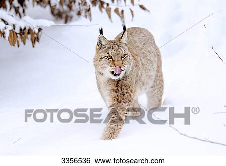 Stock Photograph - Eurasian Lynx (Lynx lynx) walking through snow, Bavaria, Germany . Fotosearch