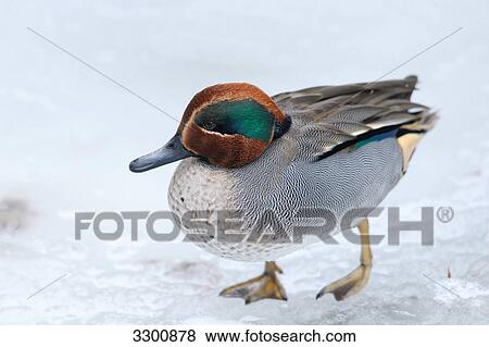 Stock Photo - Eurasian Teal (Anas crecca), close-up . Fotosearch