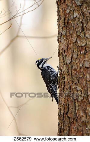 Eurasian Three-toed Woodpecker (Picoides tridactylus) perching on tree trunk, Bavarian Forest National Park, Bavaria, Germany View Large Photo Image Stock Photo - Eurasian Three-toed Woodpecker (Picoides tridactylus) perching on tree trunk, Bavarian Forest National Park, Bavaria, Germany . Fotosearch