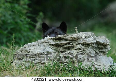 Stock Image - Eurasian wolf (Canis lupus) behind rock . Fotosearch