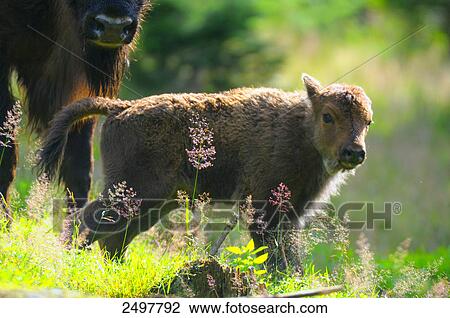 Stock Image - European bison (Bison bonasus) standing in field with its calf, Bavarian Forest, Bavaria, Germany . Fotosearch