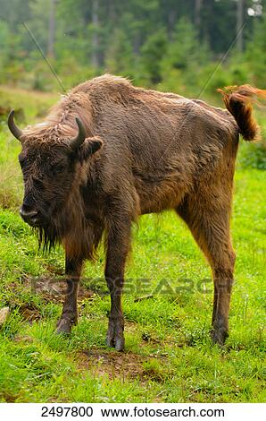Stock Image - European bison (Bison bonasus) standing in field, Bavarian Forest, Bavaria, Germany . Fotosearch