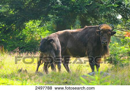 Stock Photo - European bison (Bison bonasus) standing in field with its calf, Bavarian Forest, Bavaria, Germany . Fotosearch