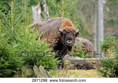 European bison (Bison bonasus) standing in forest, Bavarian Forest National Park, Bavaria, Germany View Large Photo Image Stock Photo - European bison (Bison bonasus) standing in forest, Bavarian Forest National Park, Bavaria, Germany . Fotosearch