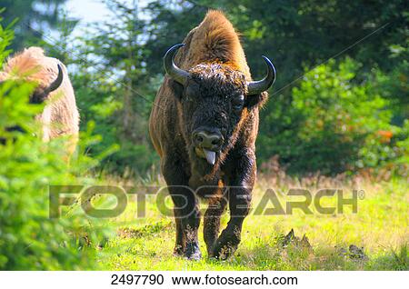 European bison (Bison bonasus) walking in forest, Bavarian Forest, Bavaria, Germany View Large Photo Image Stock Image - European bison (Bison bonasus) walking in forest, Bavarian Forest, Bavaria, Germany . Fotosearch