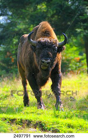 European bison (Bison bonasus) walking in forest, Bavarian Forest, Bavaria, Germany View Large Photo Image Stock Image - European bison (Bison bonasus) walking in forest, Bavarian Forest, Bavaria, Germany . Fotosearch