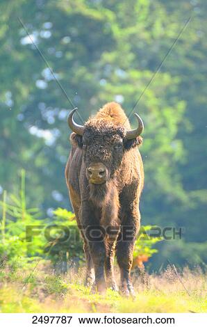 Stock Photo - European bison (Bison bonasus) walking in forest, Bavarian Forest, Bavaria, Germany . Fotosearch