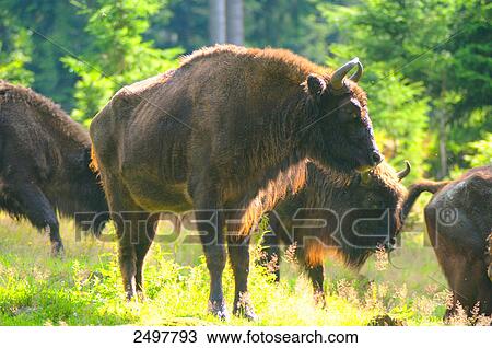 European bisons (Bison bonasus) in forest, Bavarian Forest, Bavaria, Germany View Large Photo Image Stock Image - European bisons (Bison bonasus) in forest, Bavarian Forest, Bavaria, Germany . Fotosearch