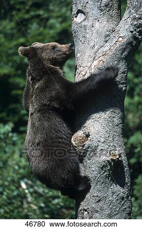 European Brownbear (Ursus arctos) climbing on tree View Large Photo Image Stock Image - European Brownbear (Ursus arctos) climbing on tree . Fotosearch