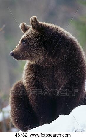 European Brownbear (Ursus arctos) sitting on snowcovered landscape View Large Photo Image Stock Image - European Brownbear (Ursus arctos) sitting on snowcovered landscape . Fotosearch