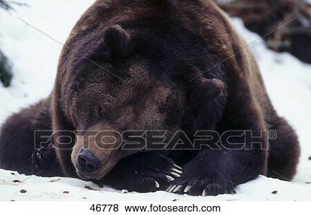 European Brownbear (Ursus arctos) sleeping in snow View Large Photo Image Stock Photo - European Brownbear (Ursus arctos) sleeping in snow . Fotosearch