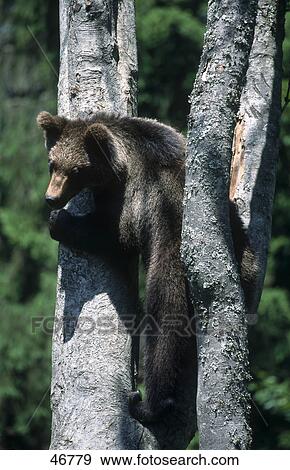 European Brownbear (Ursus arctos) climbing on tree View Large Photo Image Stock Photo - European Brownbear (Ursus arctos) climbing on tree . Fotosearch