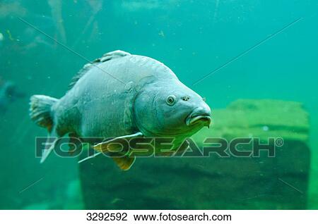 Stock Image - European carp (Cyprinus carpio), underwater, close-up . Fotosearch