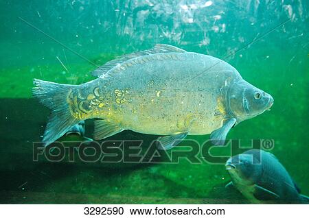 European carps (Cyprinus carpio), underwater, close-up View Large Photo Image Stock Image - European carps (Cyprinus carpio), underwater, close-up . Fotosearch