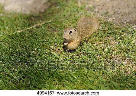 European ground squirrel (Spermophilus citellus) in grass View Large Photo Image Stock Photo - European ground squirrel (Spermophilus citellus) in grass . Fotosearch