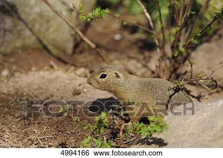 European ground squirrel (Spermophilus citellus) View Large Photo Image Stock Photograph - European ground squirrel (Spermophilus citellus) . Fotosearch