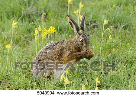 Picture - European hare (Lepus europaeus) in field with cowslip, Bavaria, Germany . Fotosearch