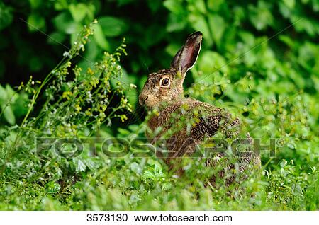 European Hare (Lepus europaeus) in meadow View Large Photo Image Stock Image - European Hare (Lepus europaeus) in meadow . Fotosearch