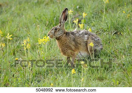 European hare (Lepus europaeus) in field with cowslip, Bavaria, Germany View Large Photo Image Stock Image - European hare (Lepus europaeus) in field with cowslip, Bavaria, Germany . Fotosearch