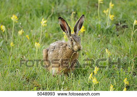 European hare (Lepus europaeus) in field with cowslip, Bavaria, Germany View Large Photo Image Stock Image - European hare (Lepus europaeus) in field with cowslip, Bavaria, Germany . Fotosearch