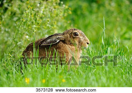European Hare (Lepus europaeus) in meadow View Large Photo Image Stock Photo - European Hare (Lepus europaeus) in meadow . Fotosearch