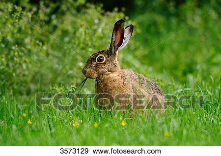 European Hare (Lepus europaeus) in meadow View Large Photo Image Stock Photo - European Hare (Lepus europaeus) in meadow . Fotosearch