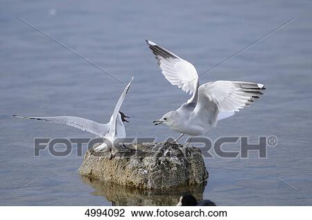 European Herring Gull (Larus argentatus) and Black-headed Gull (Larus Ridibundus) at Chiemsee, Bavaria, Germany View Large Photo Image Stock Image - European Herring Gull (Larus argentatus) and Black-headed Gull (Larus Ridibundus) at Chiemsee, Bavaria, Germany . Fotosearch