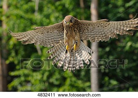 European Kestrel (Falco tinnunculus) flying View Large Photo Image Stock Image - European Kestrel (Falco tinnunculus) flying . Fotosearch