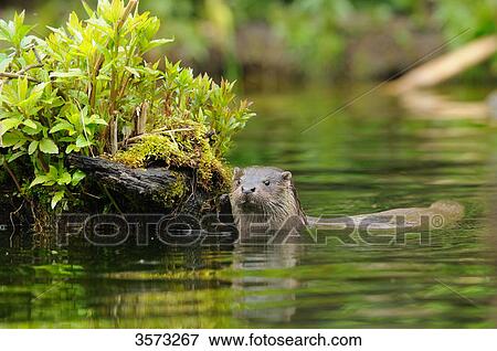 European (Lutra lutra) Otter swimming in water View Large Photo Image Stock Photo - European (Lutra lutra) Otter swimming in water . Fotosearch