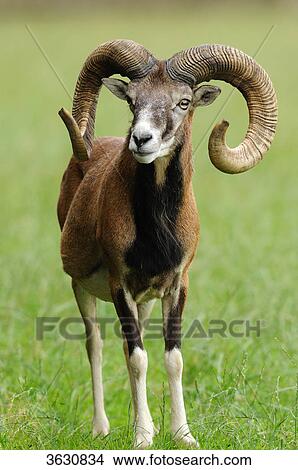 European mouflon (Ovis orientalis musimon) standing in meadow View Large Photo Image Picture - European mouflon (Ovis orientalis musimon) standing in meadow . Fotosearch