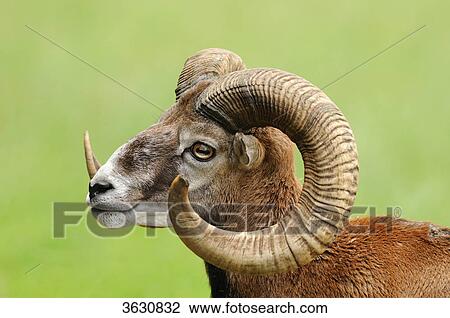 European mouflon (Ovis orientalis musimon), portrait View Large Photo Image Stock Image - European mouflon (Ovis orientalis musimon), portrait . Fotosearch