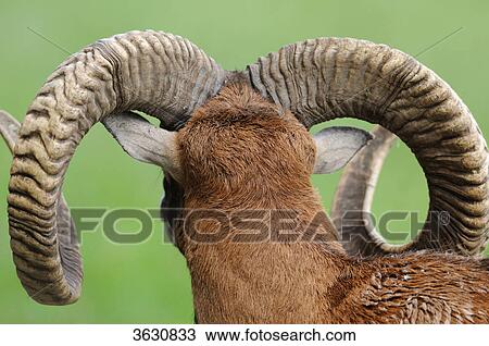European mouflon (Ovis orientalis musimon), rear view View Large Photo Image Stock Image - European mouflon (Ovis orientalis musimon), rear view . Fotosearch