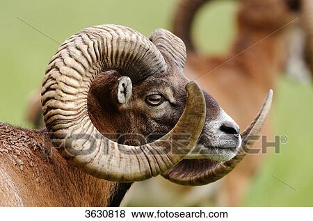 European mouflon (Ovis orientalis musimon), portrait View Large Photo Image Stock Photo - European mouflon (Ovis orientalis musimon), portrait . Fotosearch