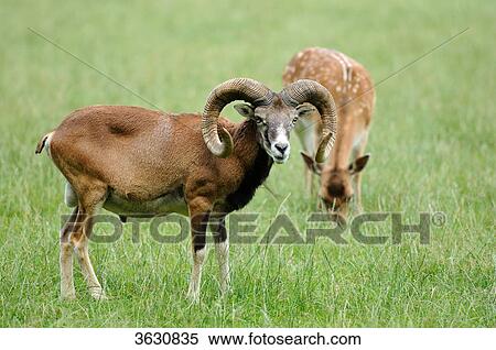 Stock Photography - European mouflon (Ovis orientalis musimon) and deer standing in meadow . Fotosearch