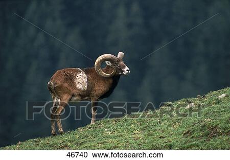 Stock Image - European Mufflon (Ovis orientalis) standing on hill, Bavarian Forest National Park, Bavaria, Germany . Fotosearch