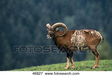 Stock Photo - European Mufflon (Ovis orientalis) standing in field, Bavarian Forest National Park, Bavaria, Germany . Fotosearch