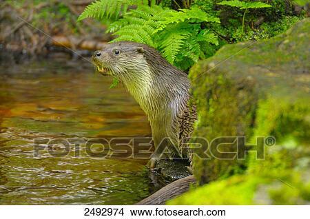 European otter (Lutra lutra) at riverside View Large Photo Image Picture - European otter (Lutra lutra) at riverside . Fotosearch