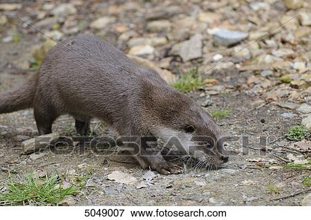 European Otter (Lutra lutra) in Bavarian Forest National Park, Bavaria, Germany View Large Photo Image Stock Photo - European Otter (Lutra lutra) in Bavarian Forest National Park, Bavaria, Germany . Fotosearch