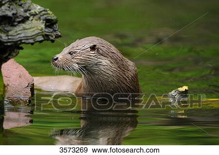 European Otter (Lutra lutra) in water View Large Photo Image Stock Photo - European Otter (Lutra lutra) in water . Fotosearch