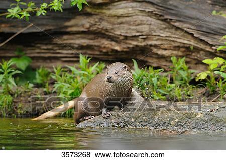 Stock Photo - European Otter (Lutra lutra) on a stone . Fotosearch