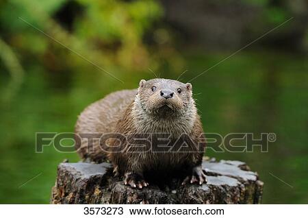 European Otter (Lutra lutra) on a stump View Large Photo Image Stock Image - European Otter (Lutra lutra) on a stump . Fotosearch