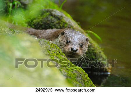 European otter (Lutra lutra) peeking through rocks View Large Photo Image Stock Image - European otter (Lutra lutra) peeking through rocks . Fotosearch
