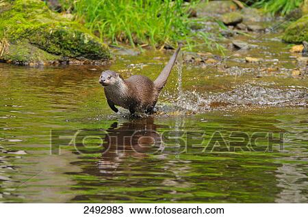 Stock Image - European otter (Lutra lutra) running in water . Fotosearch