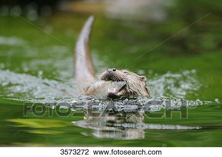 Stock Image - European Otter (Lutra lutra) swimming with fish in mouth . Fotosearch